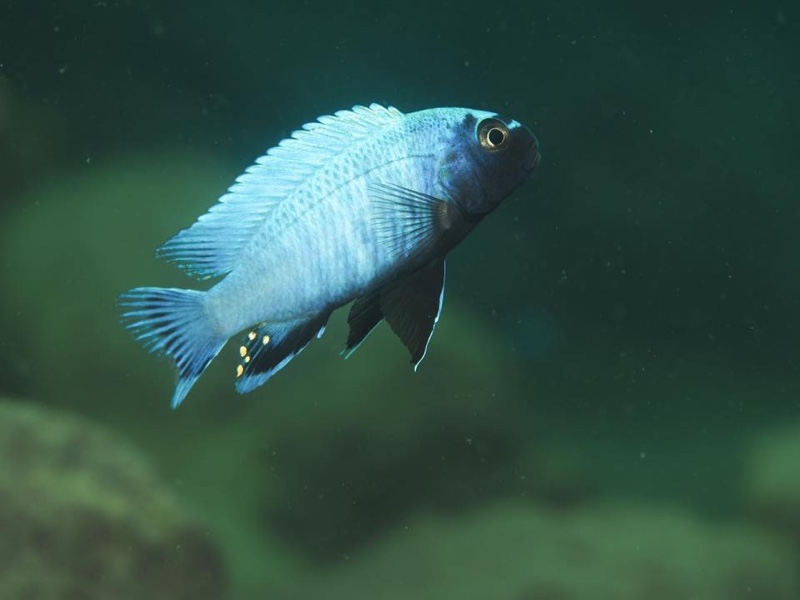Pseudotropheus sp. 'polit' Lion's Cove